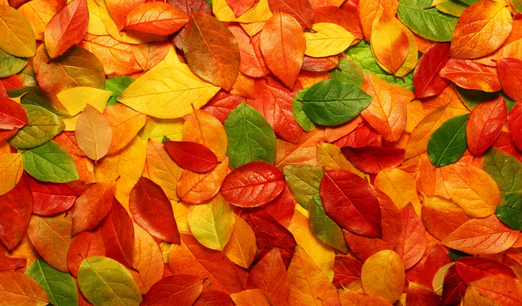 Autumn carpet of leaves for 1024 x 600 widescreen resolution