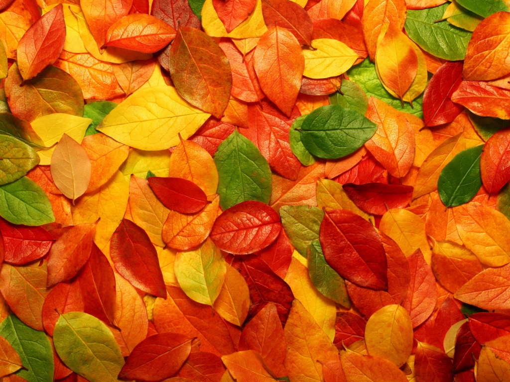 Autumn carpet of leaves for 1024 x 768 resolution