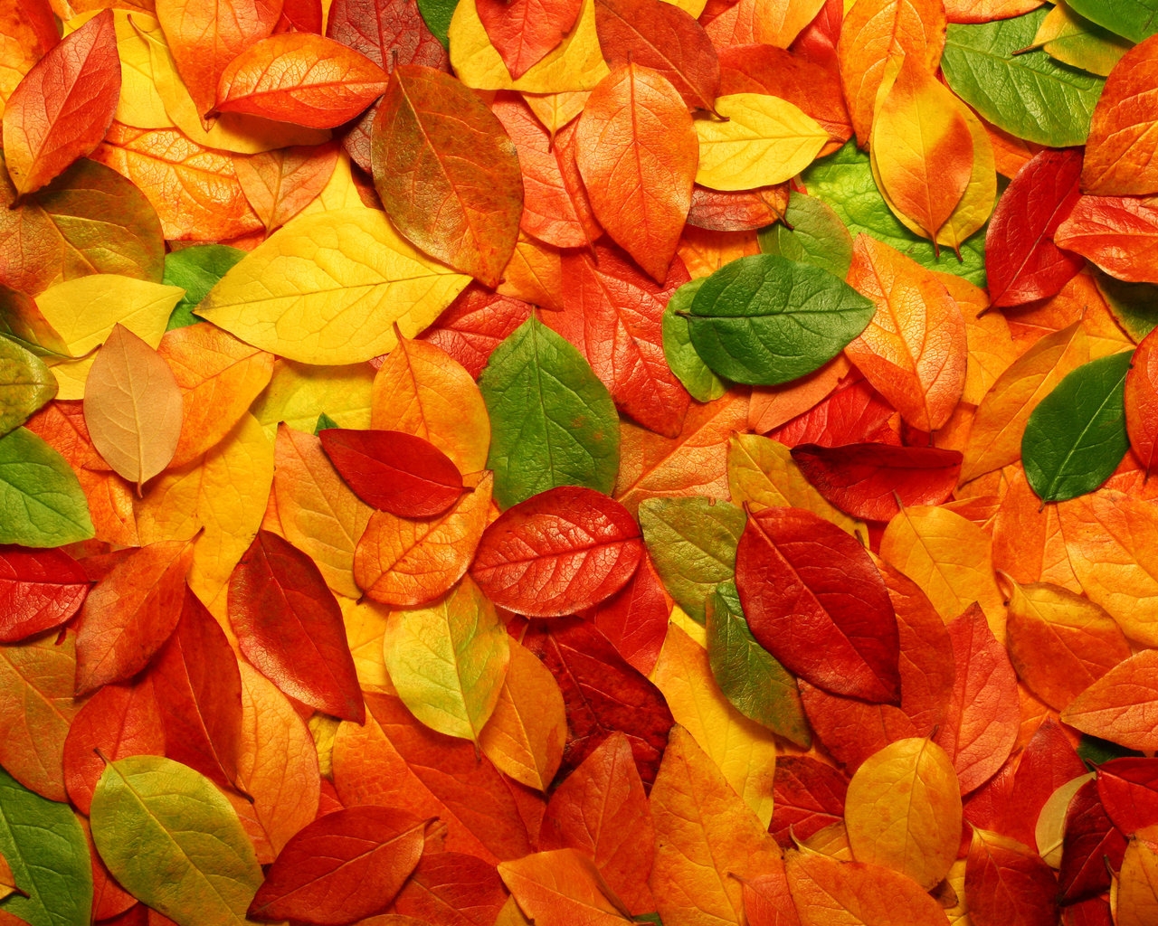 Autumn carpet of leaves for 1280 x 1024 resolution