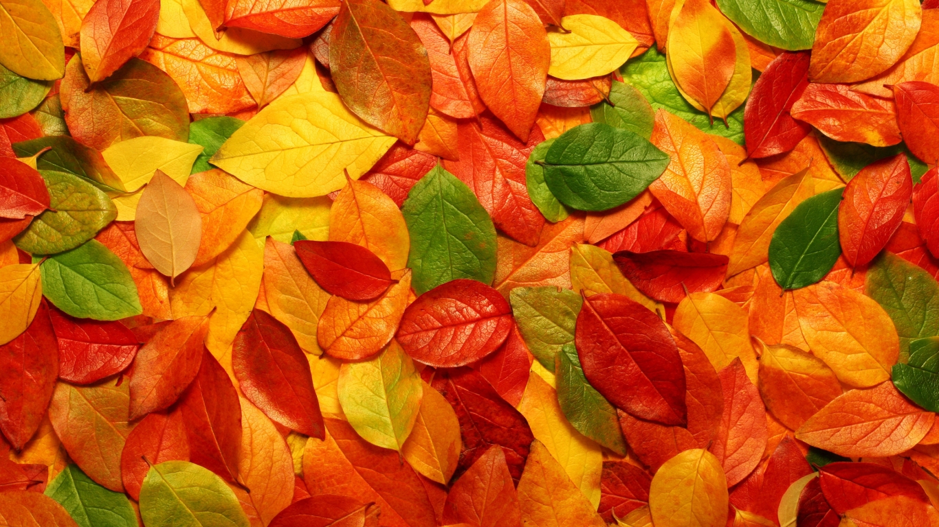 Autumn carpet of leaves for 1366 x 768 HDTV resolution