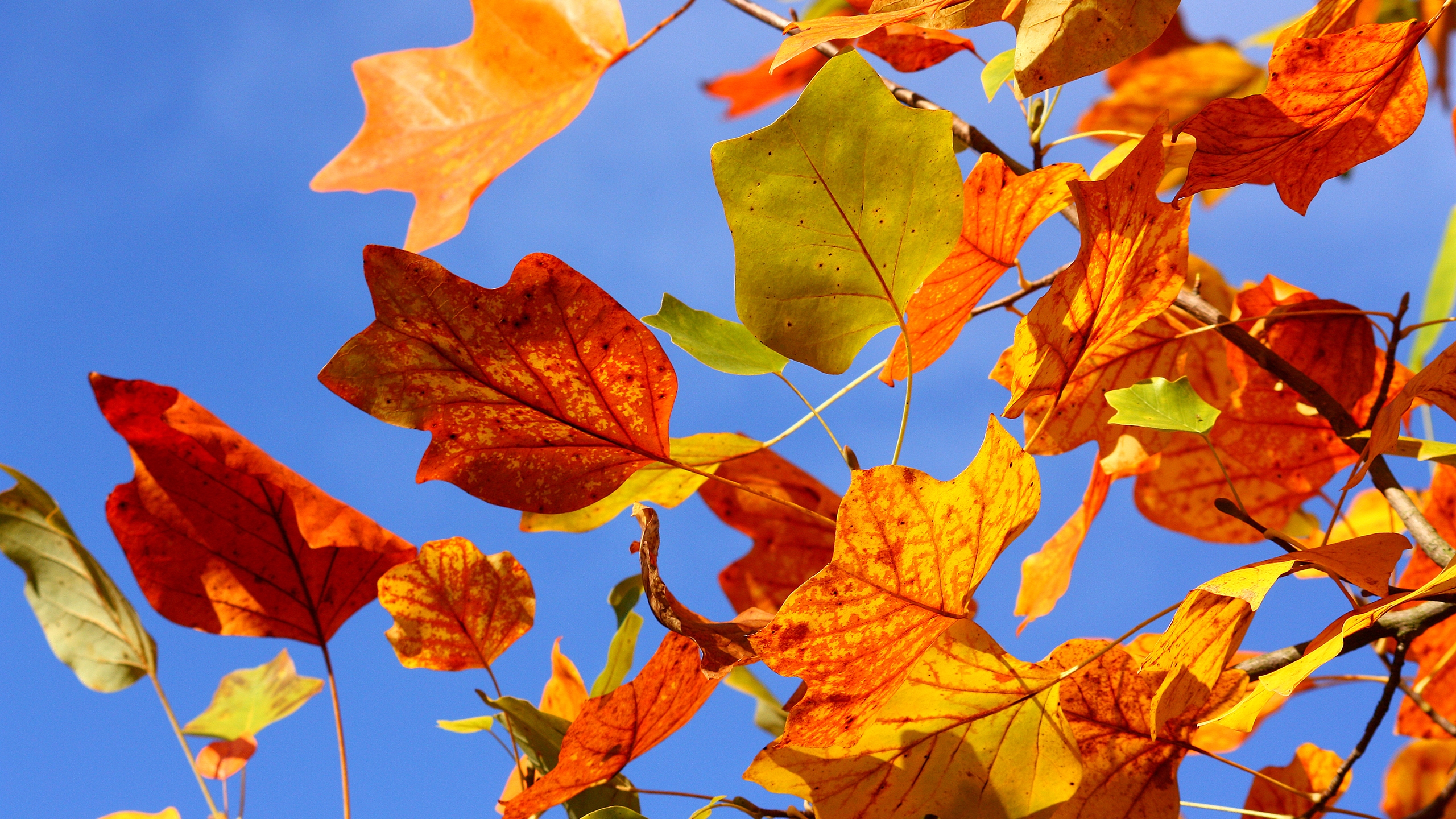 Autumn Colorful Leaves for 2560x1440 HDTV resolution