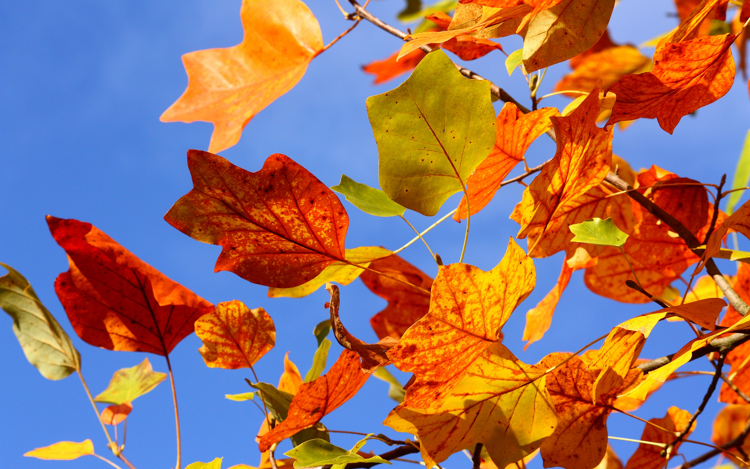 Autumn Colorful Leaves for 2560 x 1600 widescreen resolution