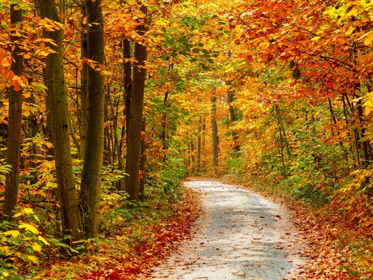 Autumn Forest Landscape Road for 1280 x 960 resolution