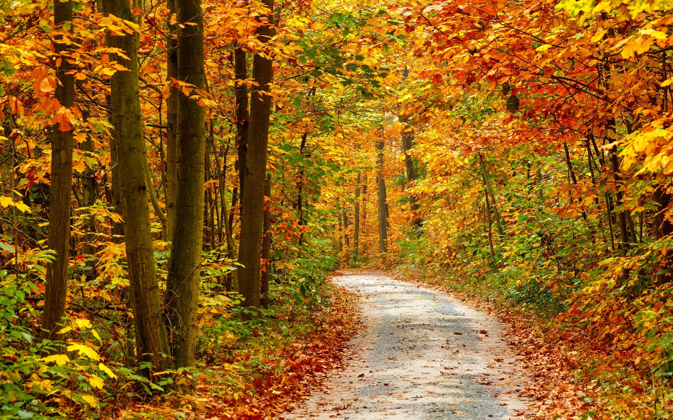 Autumn Forest Landscape Road for 2560 x 1600 widescreen resolution