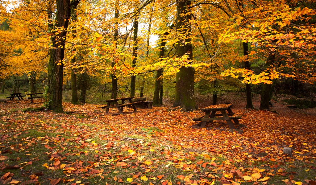 Autumn Leaves Falling Down for 1024 x 600 widescreen resolution