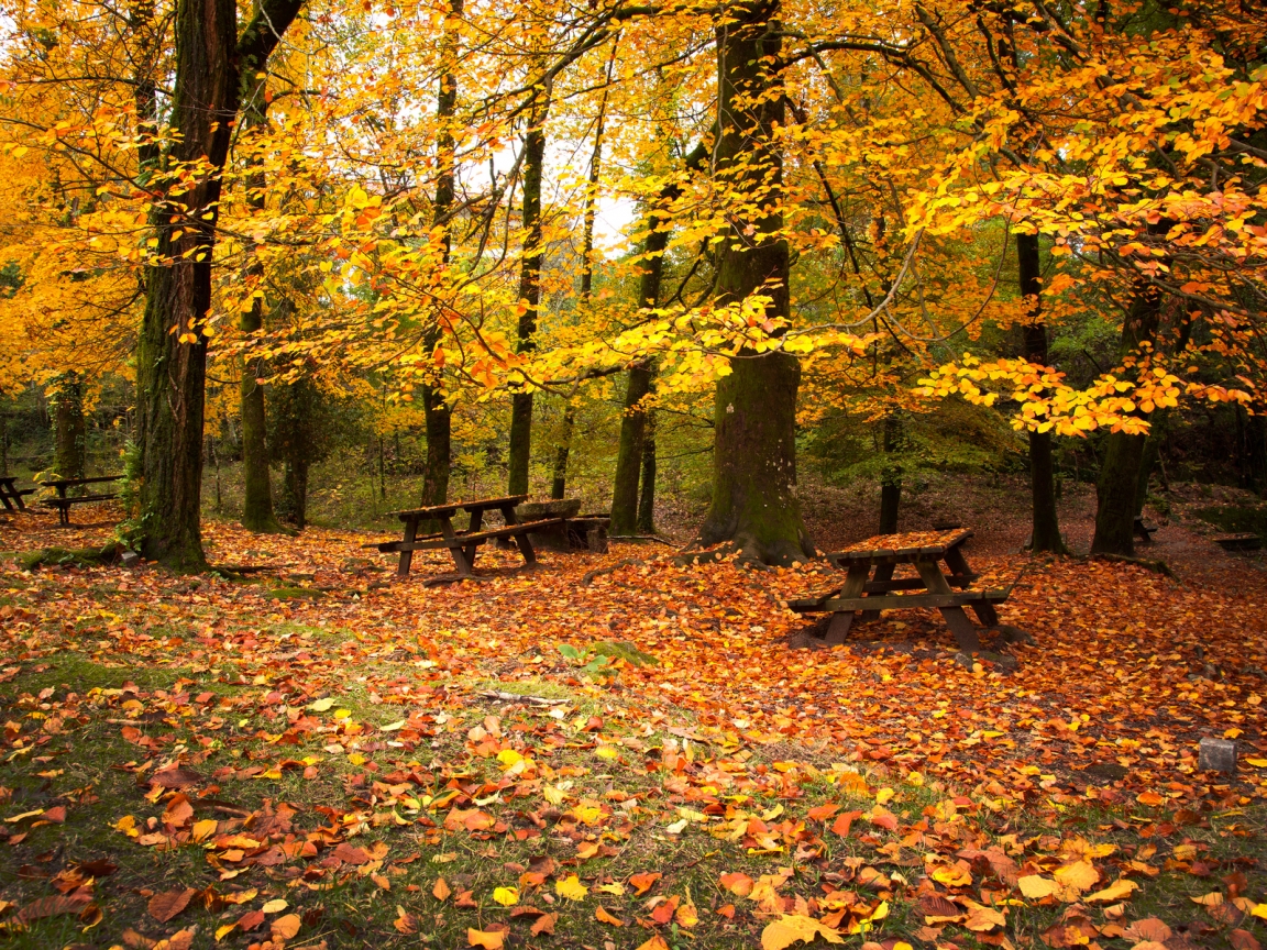 Autumn Leaves Falling Down for 1152 x 864 resolution