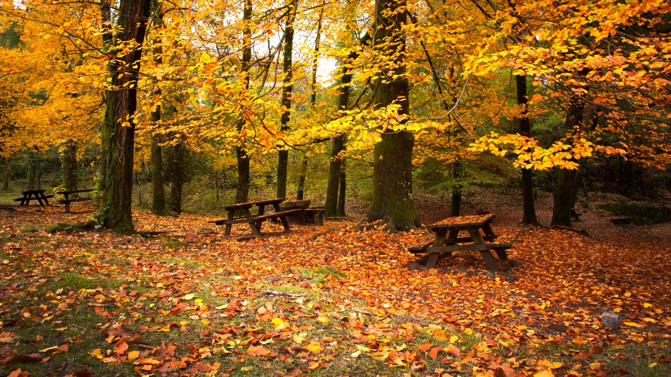 Autumn Leaves Falling Down for 1366 x 768 HDTV resolution