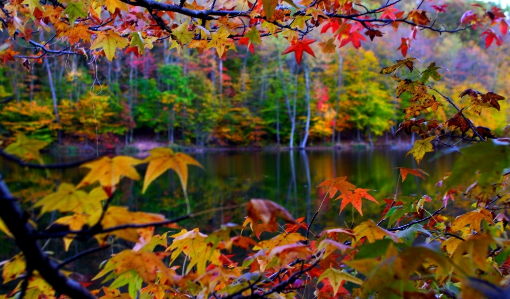 Autumn Leaves Frame for 1024 x 600 widescreen resolution