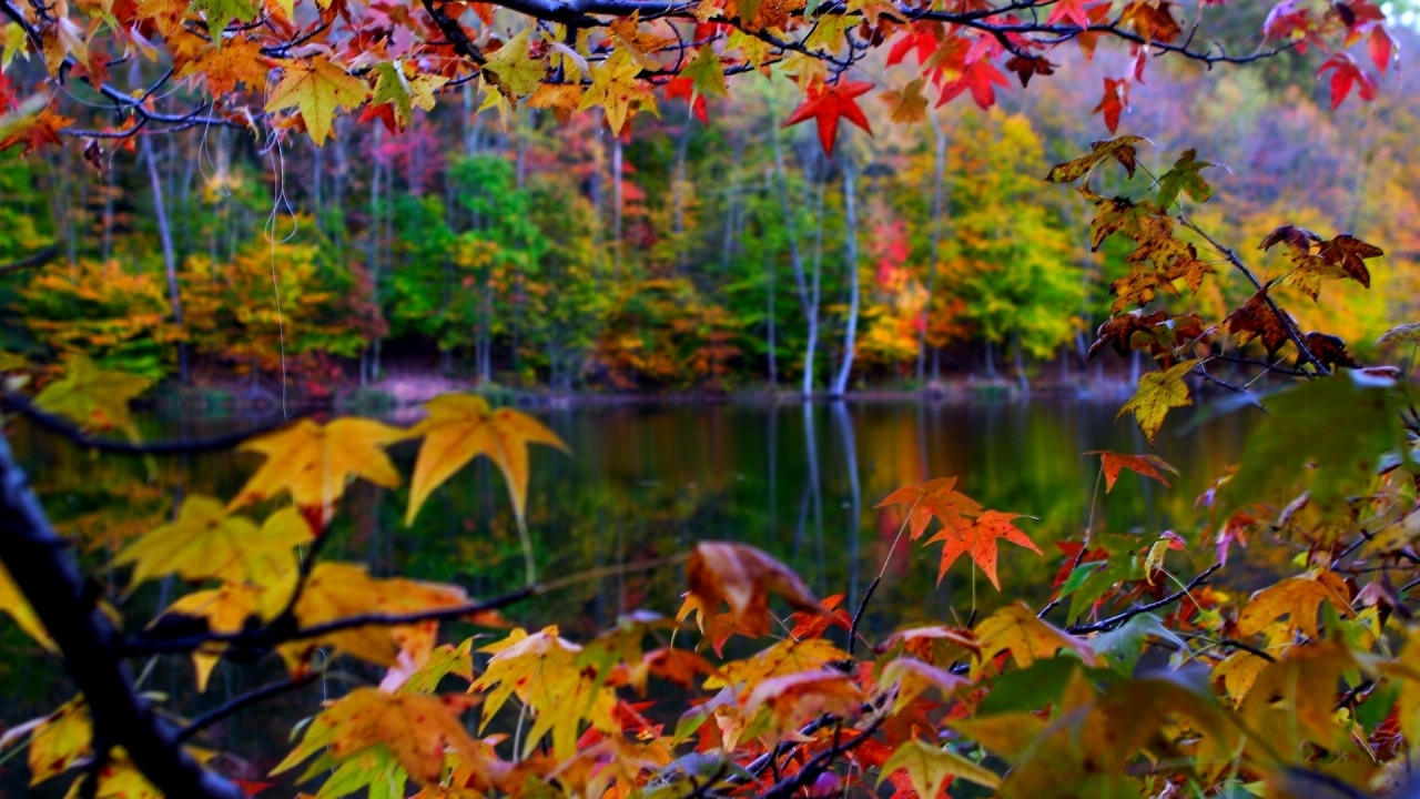 Autumn Leaves Frame for 1280 x 720 HDTV 720p resolution