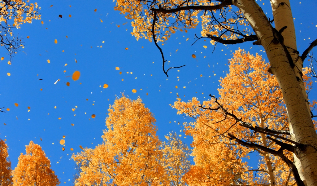 Autumn Over The Trees for 1024 x 600 widescreen resolution