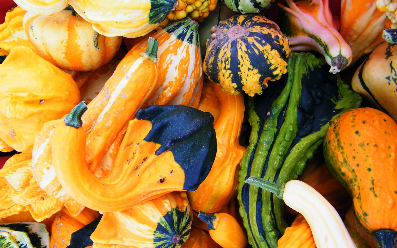 Autumn Pumpkins for 1280 x 800 widescreen resolution