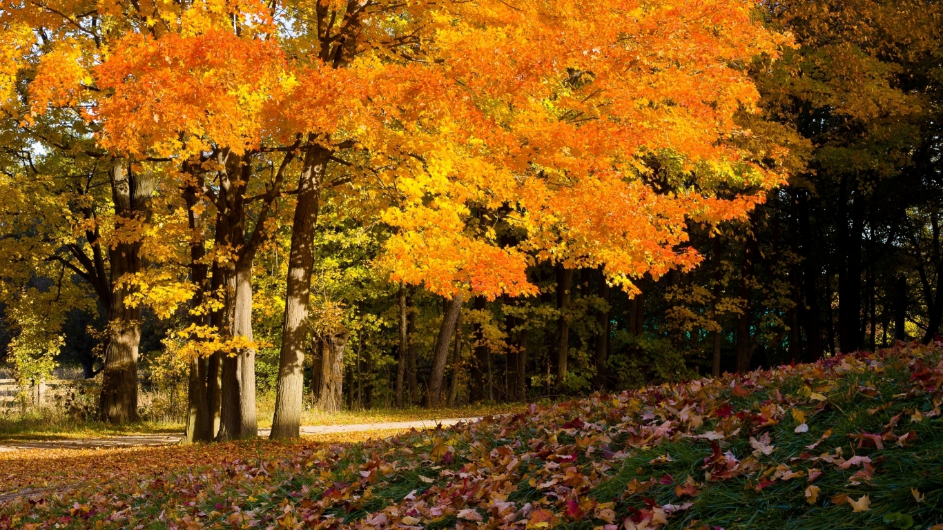 Autumn Time for 1366 x 768 HDTV resolution