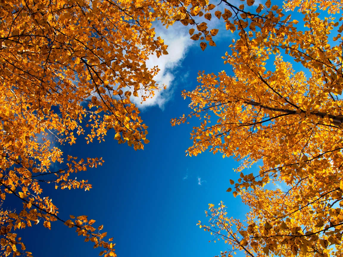 Autumn Trees for 1152 x 864 resolution
