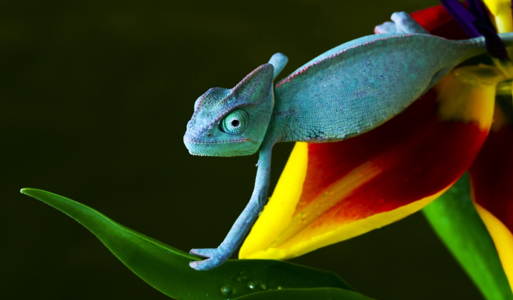 Baby Reptile for 1024 x 600 widescreen resolution