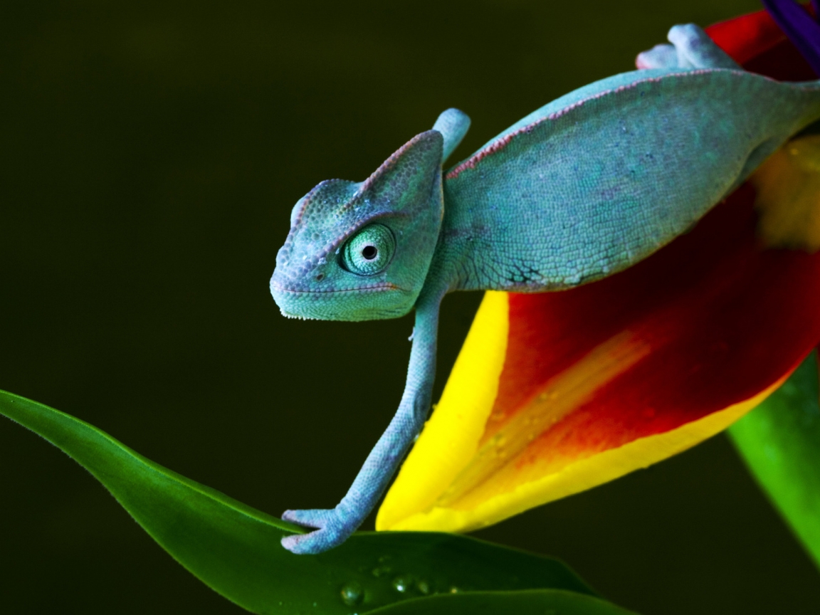 Baby Reptile for 1152 x 864 resolution
