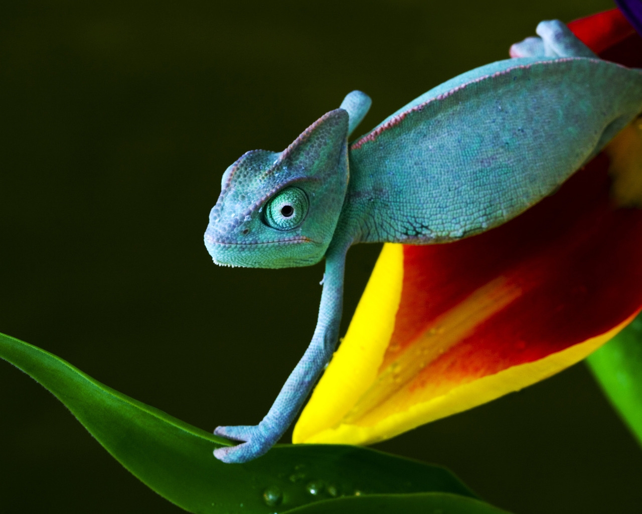 Baby Reptile for 1280 x 1024 resolution