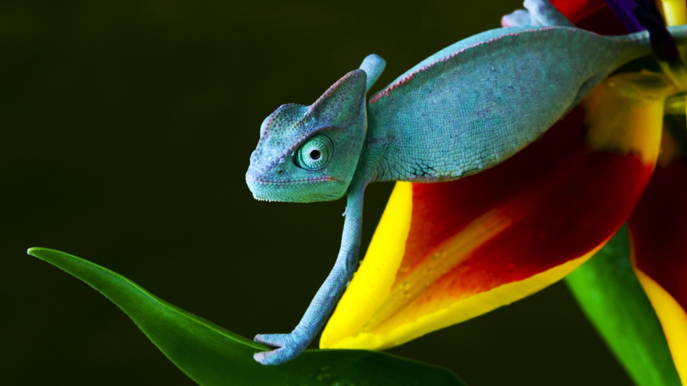 Baby Reptile for 1366 x 768 HDTV resolution