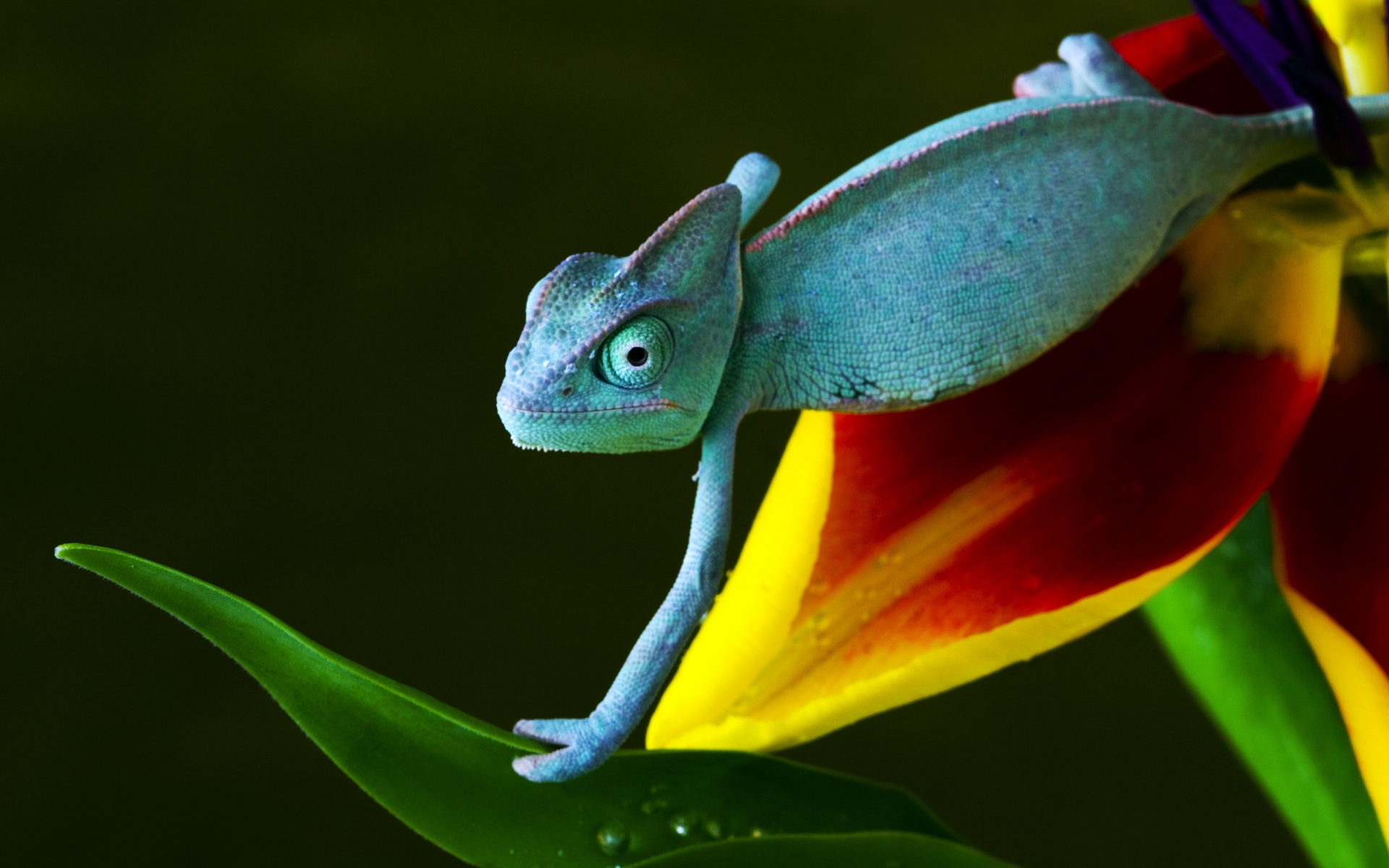 Baby Reptile for 1920 x 1200 widescreen resolution