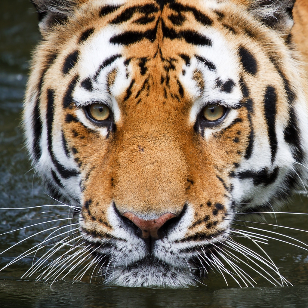 Bathing Tiger for 1024 x 1024 iPad resolution