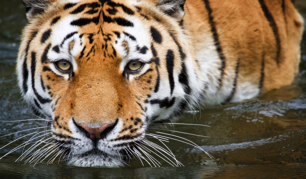 Bathing Tiger for 1024 x 600 widescreen resolution