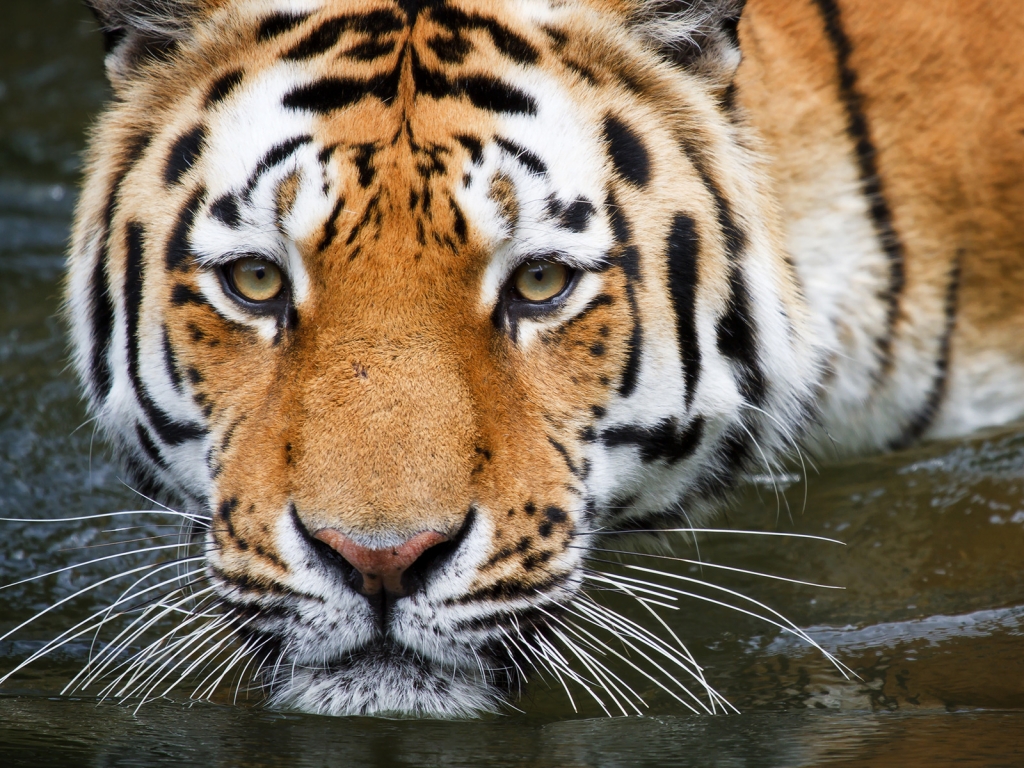Bathing Tiger for 1024 x 768 resolution