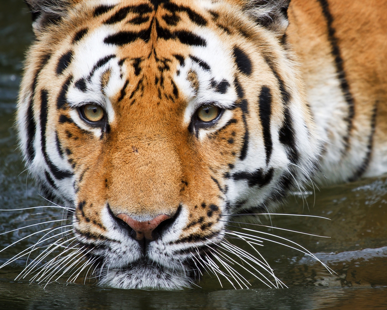 Bathing Tiger for 1280 x 1024 resolution