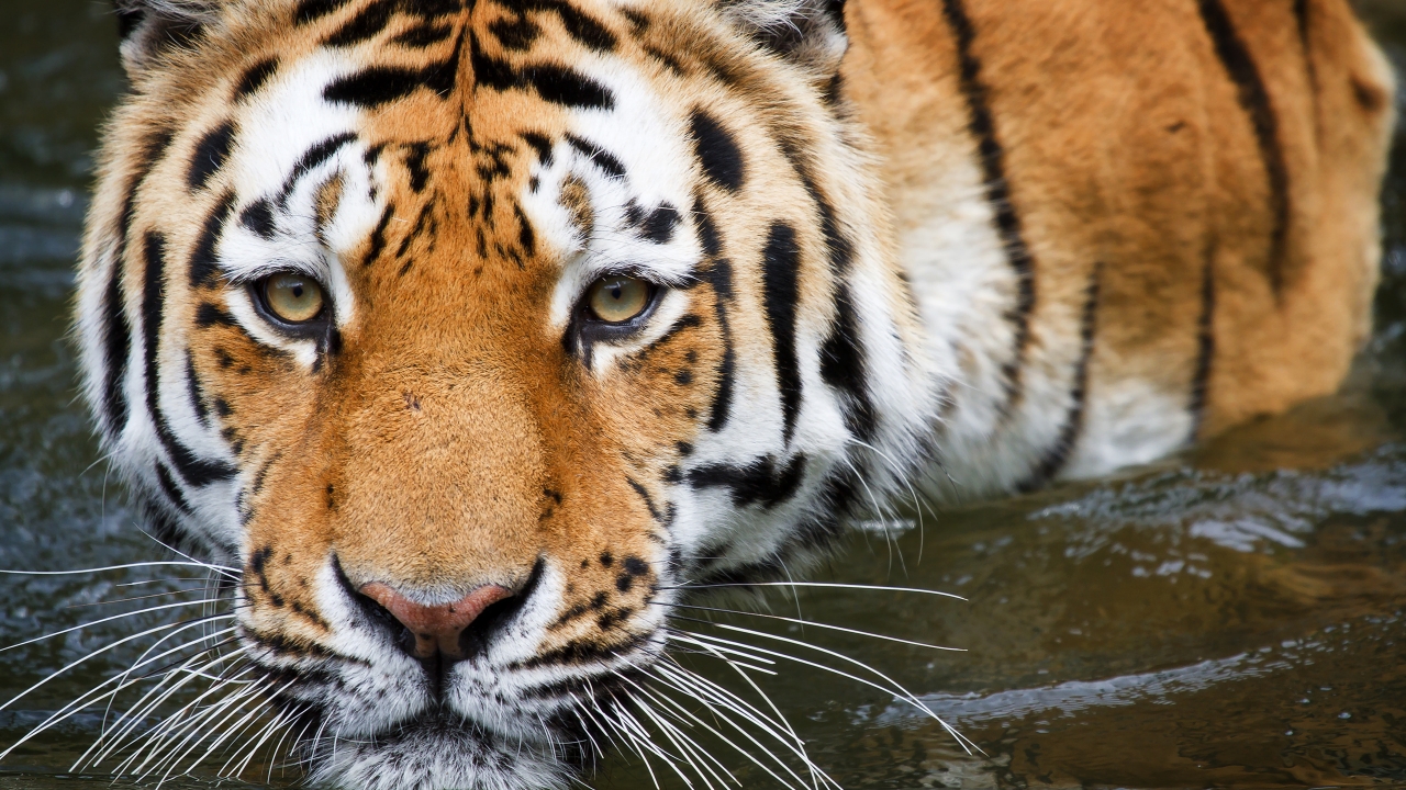 Bathing Tiger for 1280 x 720 HDTV 720p resolution