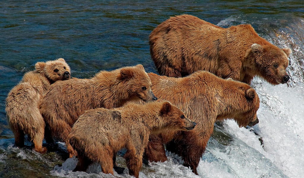 Bear Family for 1024 x 600 widescreen resolution