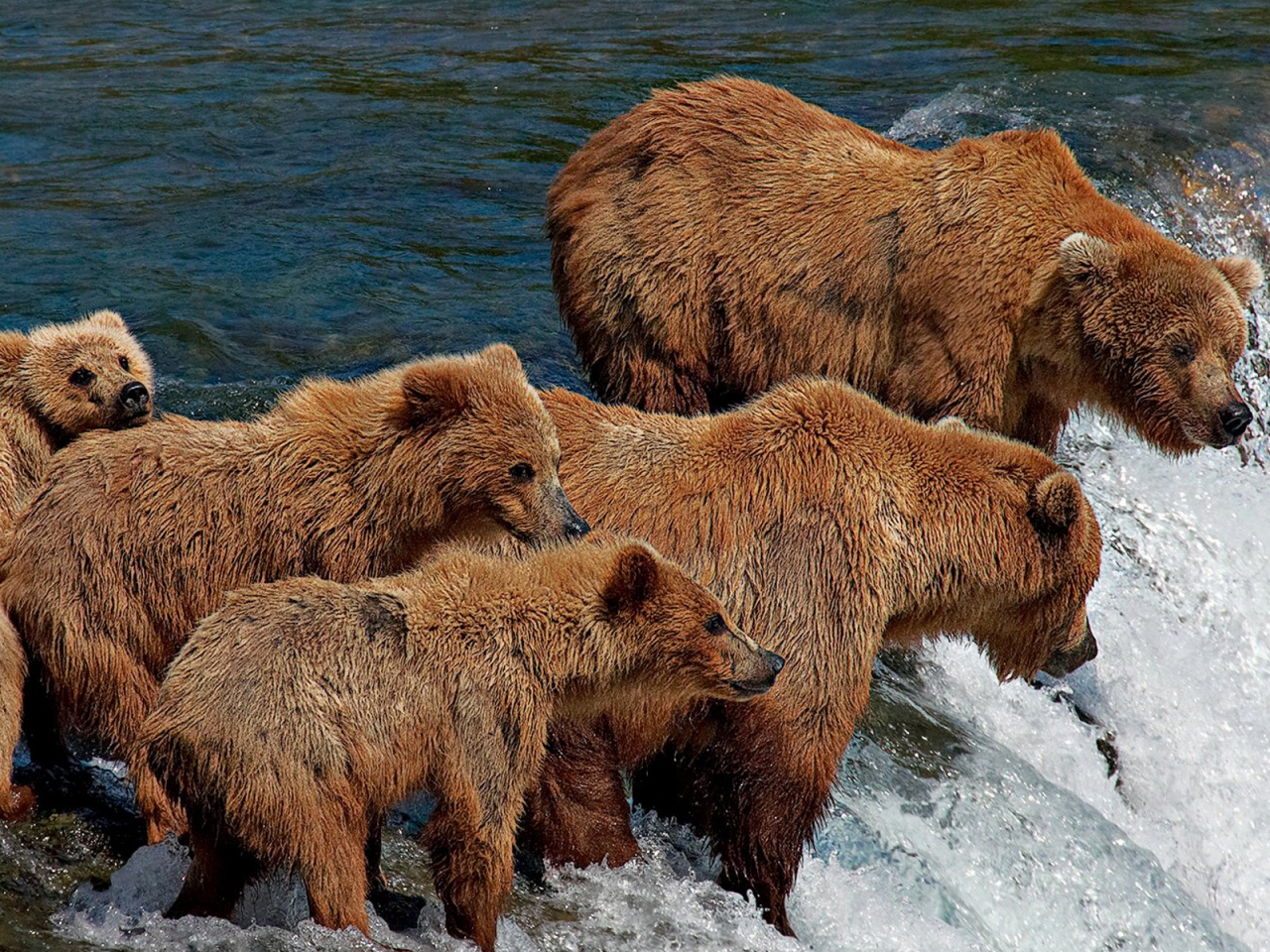 Bear Family for 1280 x 960 resolution