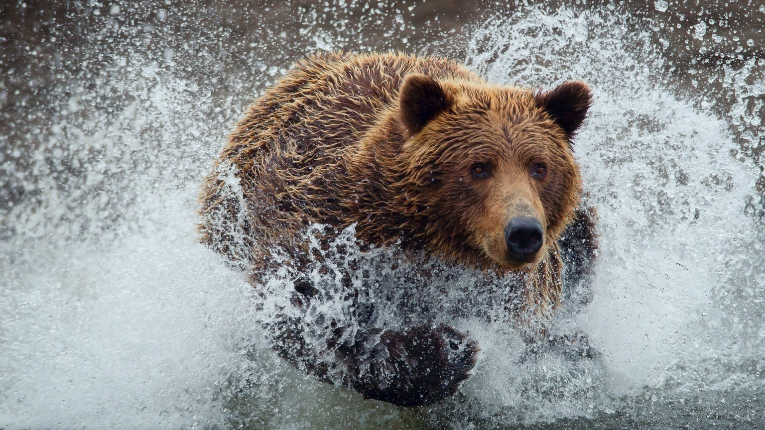 Bear Running Splash for 1536 x 864 HDTV resolution