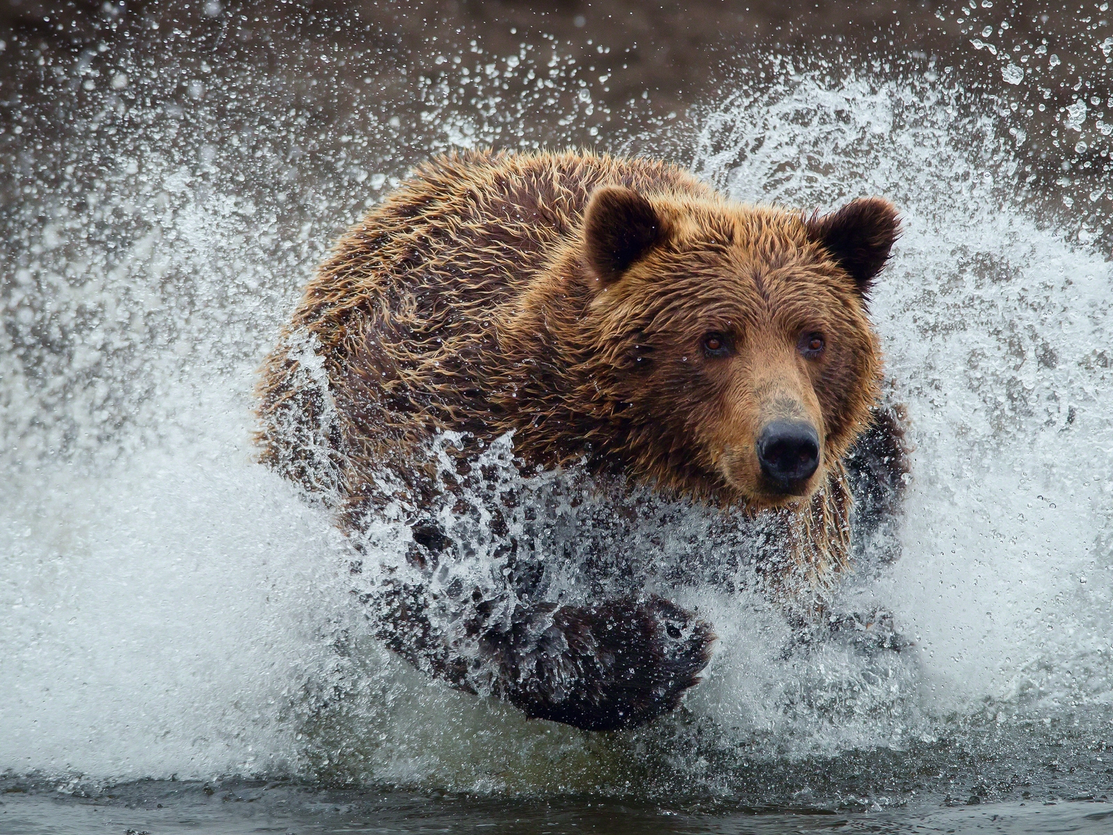 Bear Running Splash for 1600 x 1200 resolution