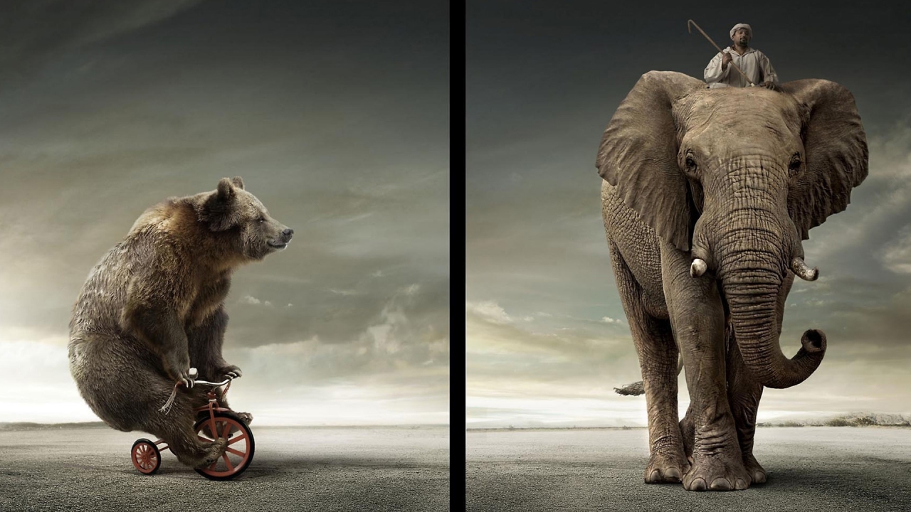 Bear Vs Elephant for 1280 x 720 HDTV 720p resolution