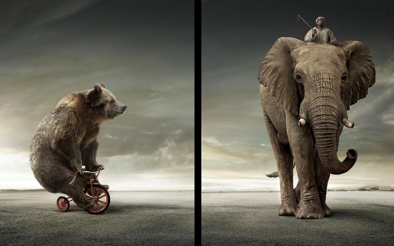 Bear Vs Elephant for 1280 x 800 widescreen resolution