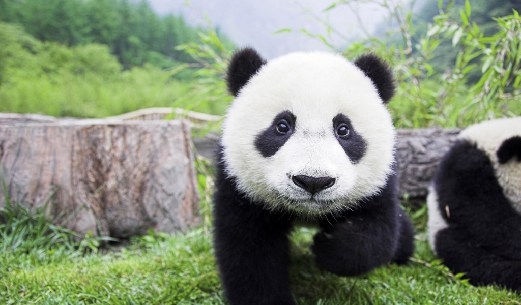 Beautiful Baby Panda for 1024 x 600 widescreen resolution