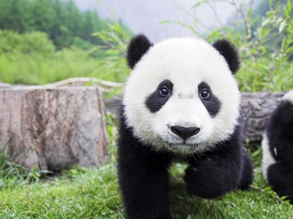 Beautiful Baby Panda for 1024 x 768 resolution