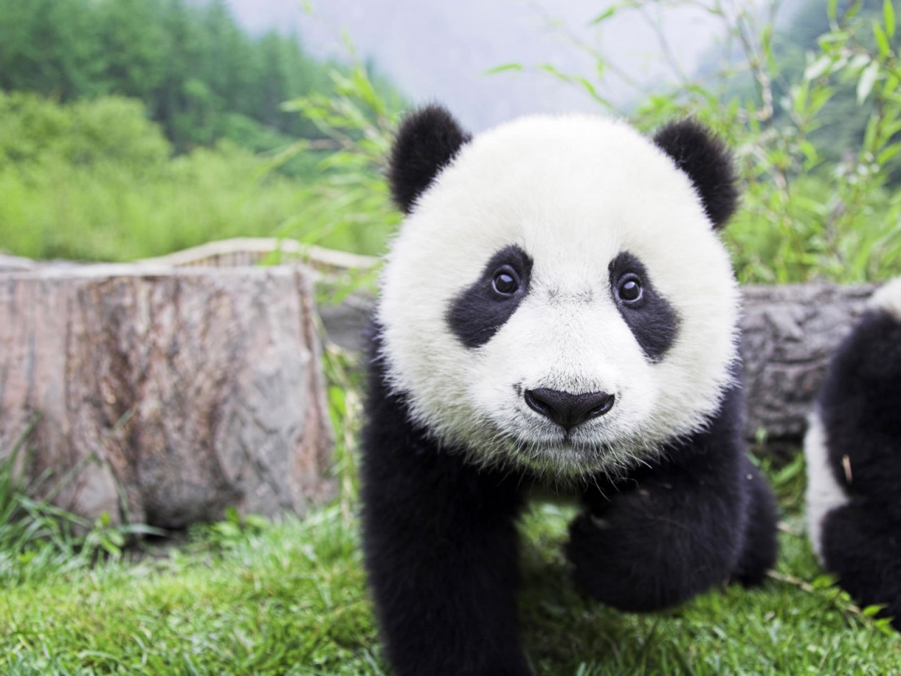 Beautiful Baby Panda for 1280 x 960 resolution