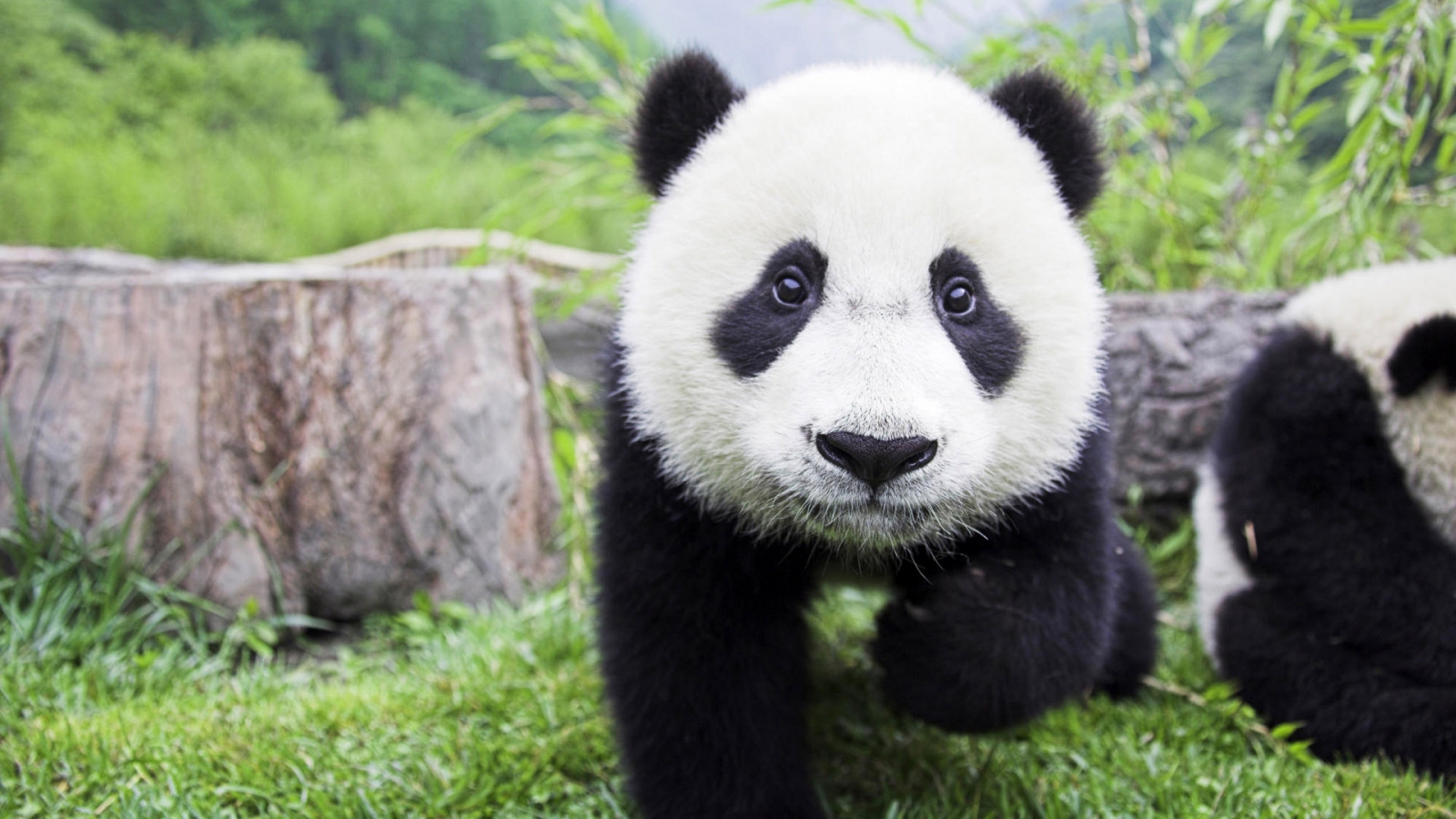 Beautiful Baby Panda for 1600 x 900 HDTV resolution