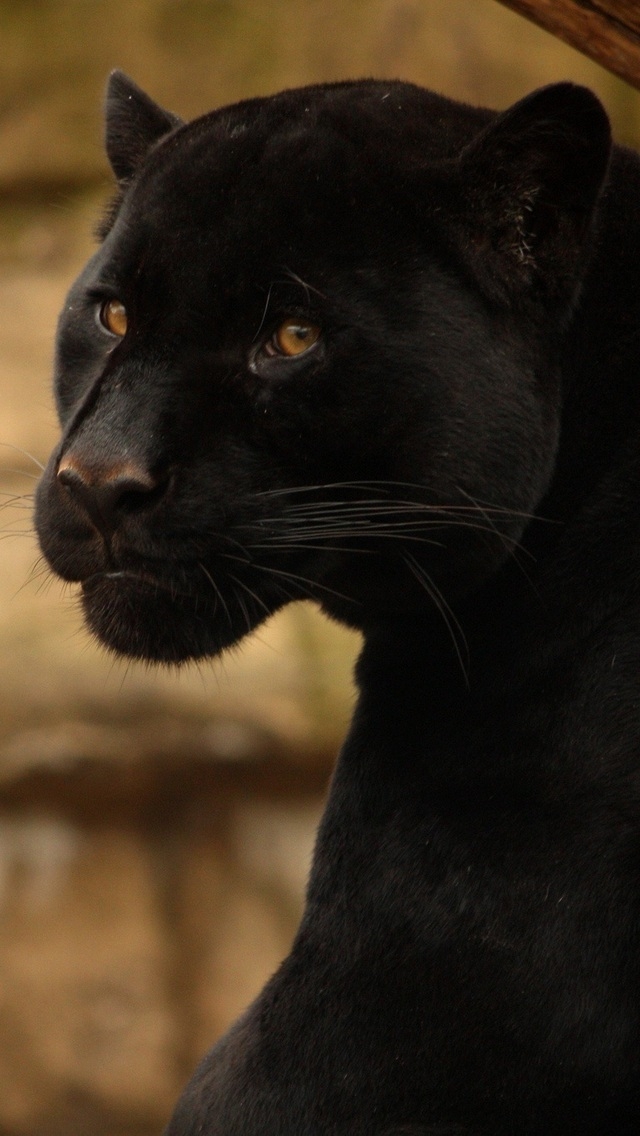 Beautiful Black Panther for 640 x 1136 iPhone 5 resolution