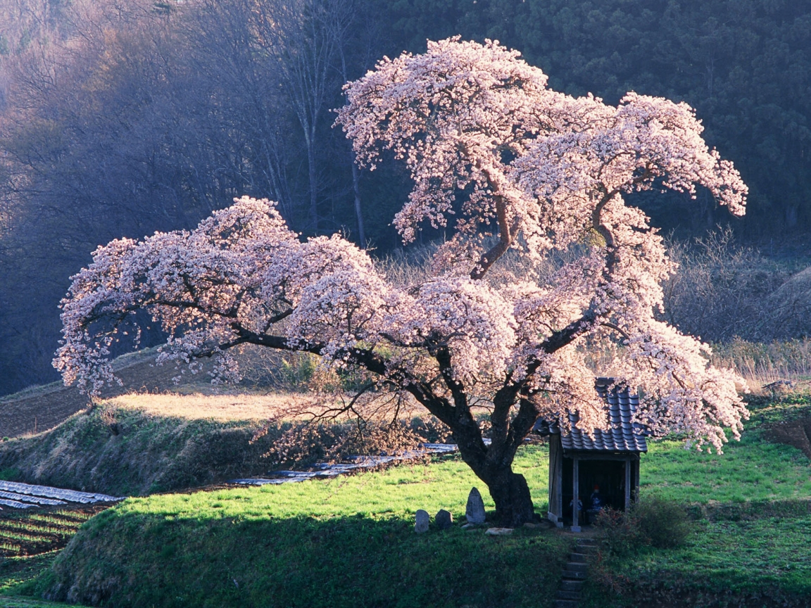 Beautiful blossoming tree for 1152 x 864 resolution