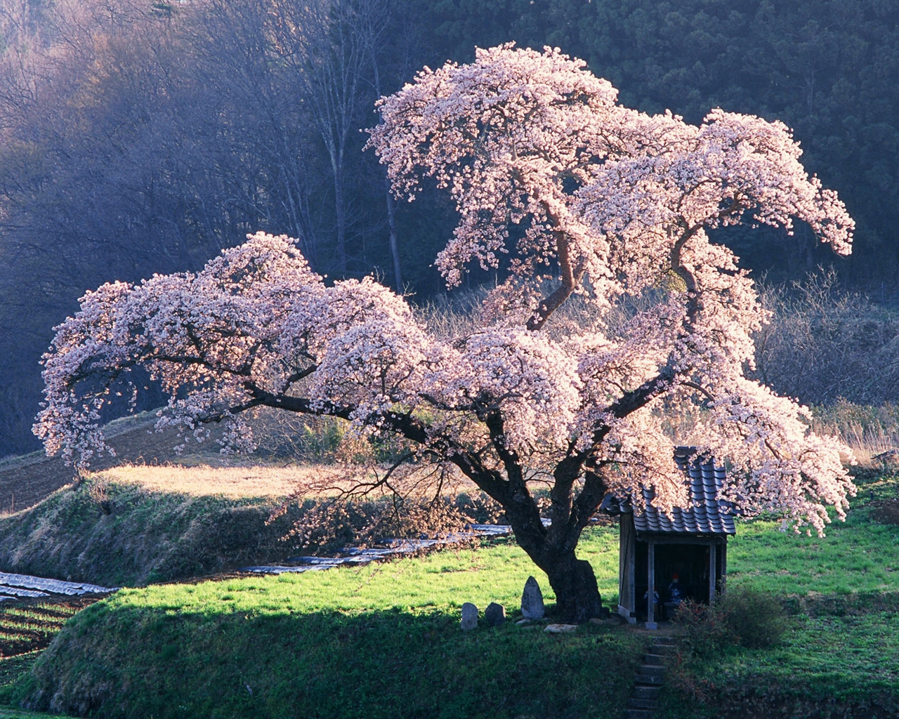 Beautiful blossoming tree for 1280 x 1024 resolution