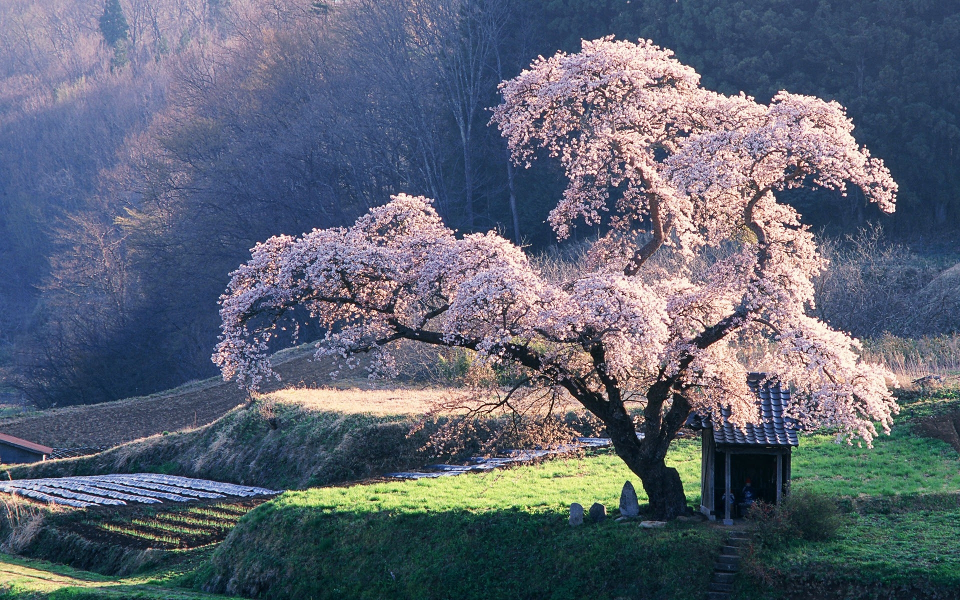 Beautiful blossoming tree for 1920 x 1200 widescreen resolution