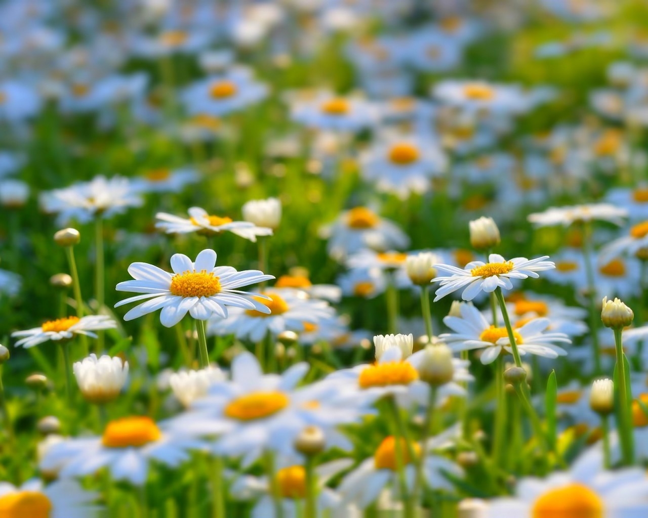 Beautiful Daisies for 1280 x 1024 resolution