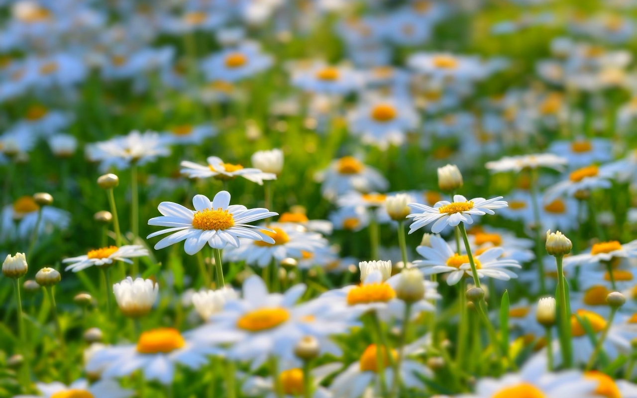 Beautiful Daisies for 1280 x 800 widescreen resolution