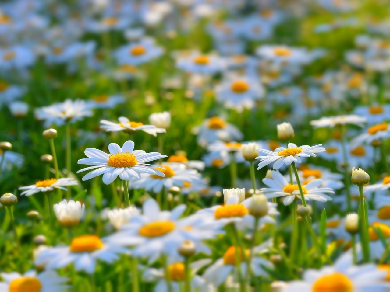 Beautiful Daisies for 1280 x 960 resolution