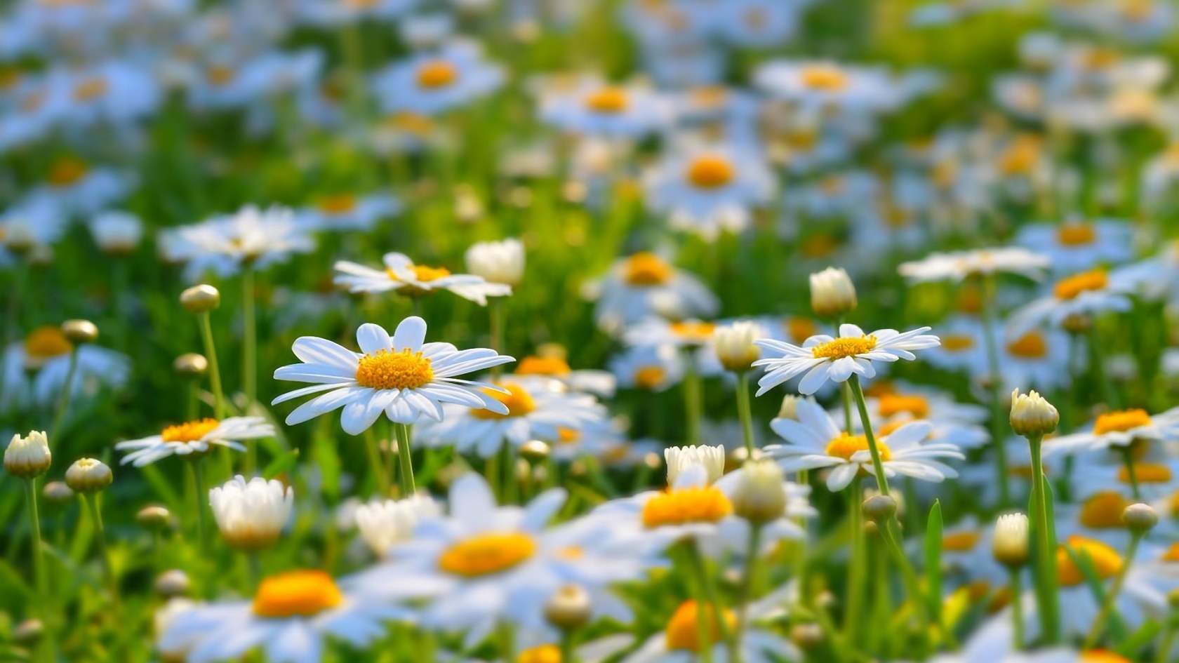Beautiful Daisies for 1680 x 945 HDTV resolution