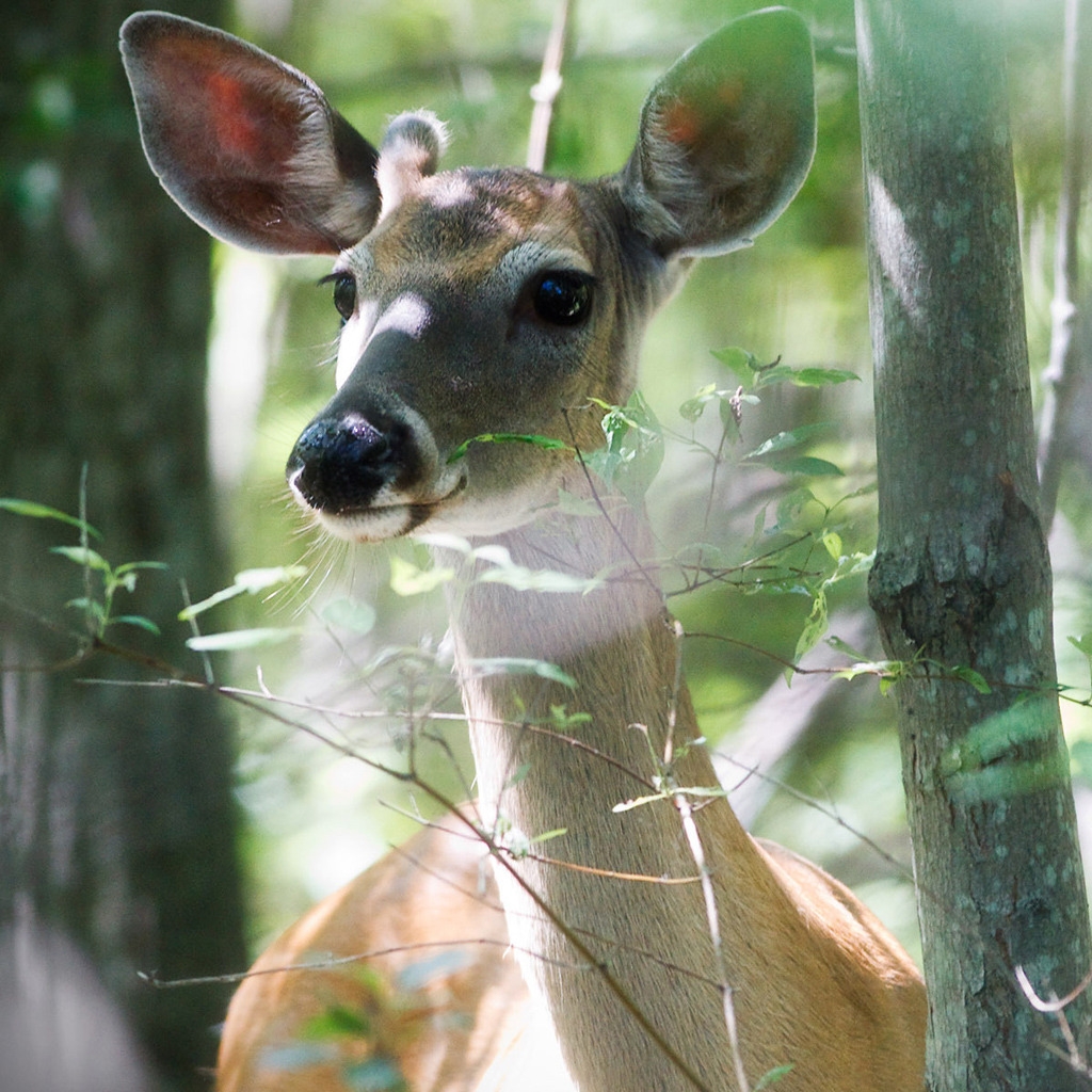 Beautiful Deer for 1024 x 1024 iPad resolution