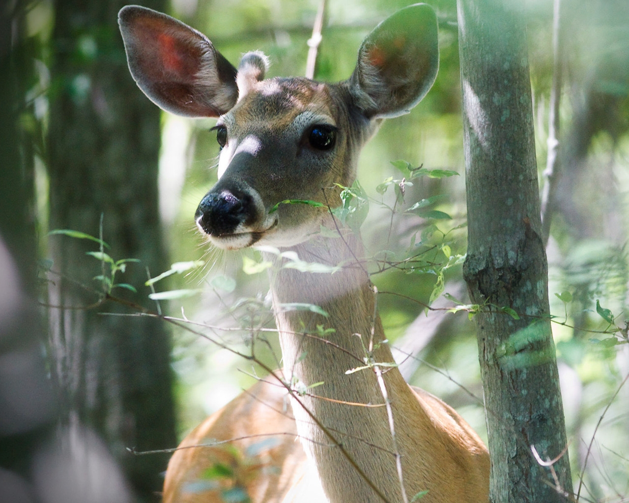 Beautiful Deer for 1280 x 1024 resolution