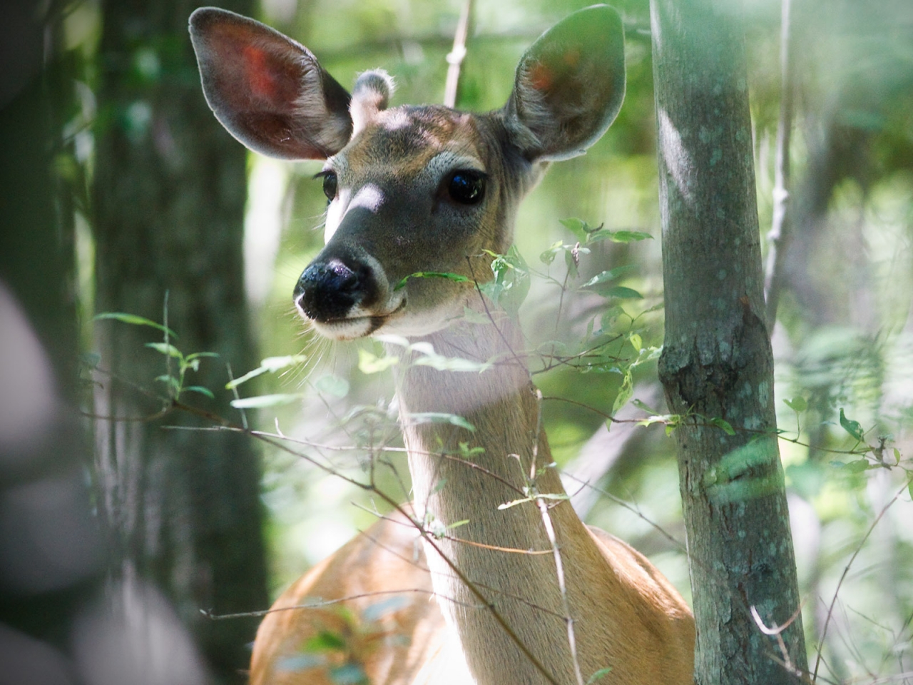 Beautiful Deer for 1280 x 960 resolution