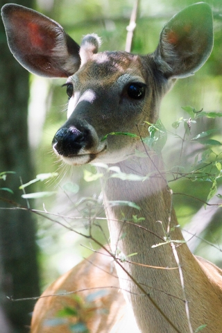 Beautiful Deer for 320 x 480 iPhone resolution