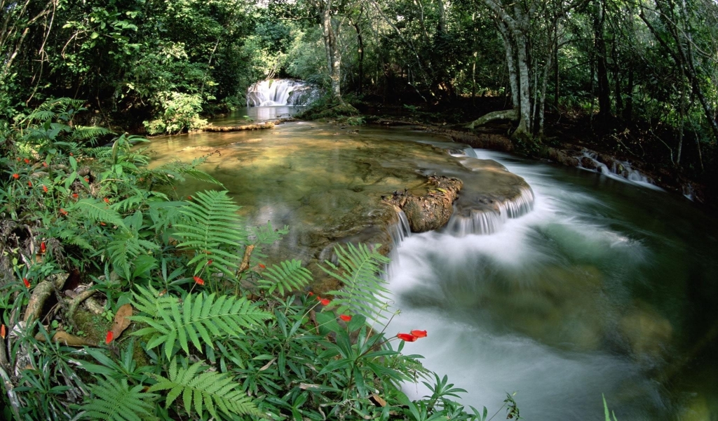 Beautiful Forest River for 1024 x 600 widescreen resolution